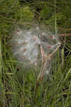 Michaux's milkweed